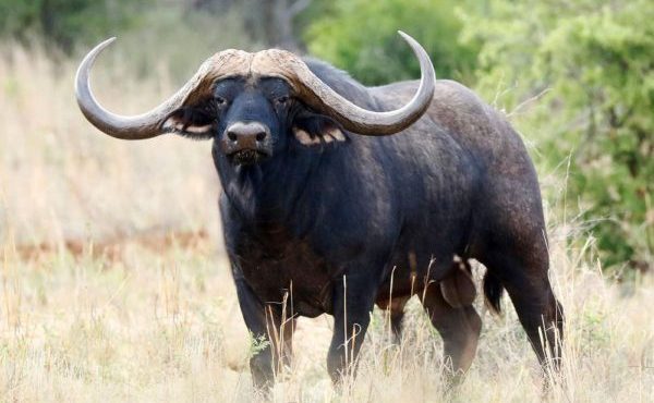 25 цікавих фактів про буйволів