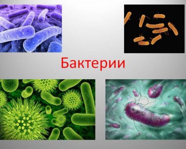 50 цікавих фактів про бактерії