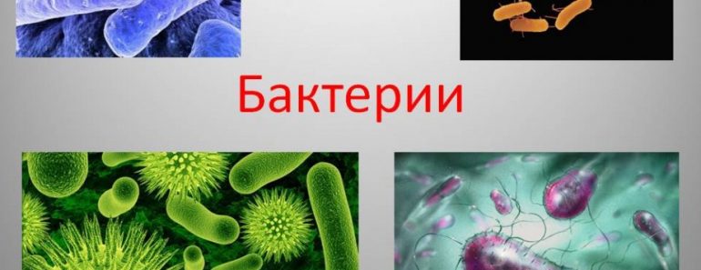 50 цікавих фактів про бактерії