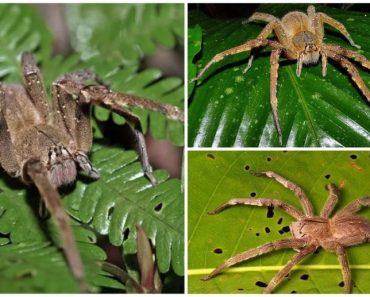 50 цікавих фактів про павуків для допитливих