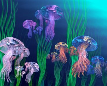 50 цікавих фактів про медуз для допитливих