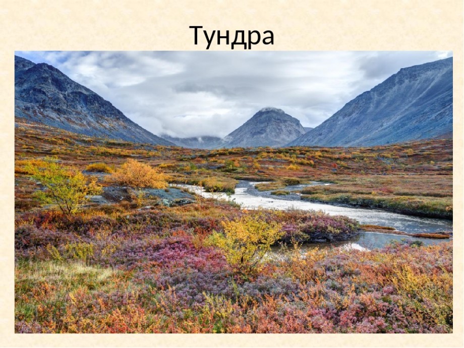 50 цікавих фактів про тундру