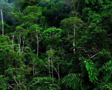 50 цікавих фактів про джунглі, їхніх мешканців і таємниці