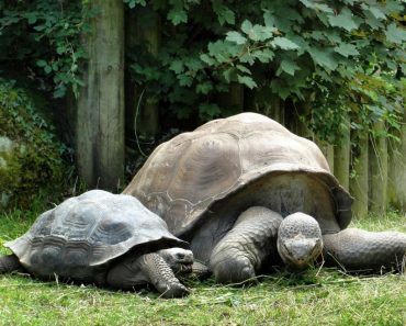 50 найцікавіших фактів про черепахи для допитливих