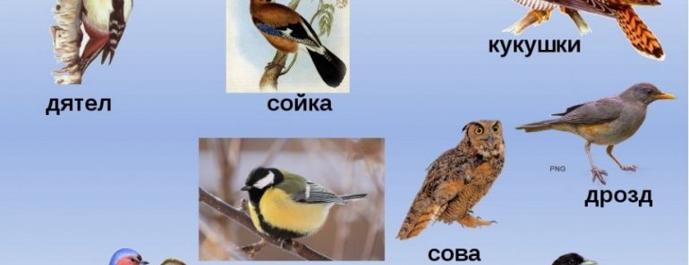 50 цікавих фактів про різних птахів