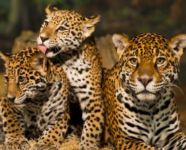 50 цікавих фактів про леопардів