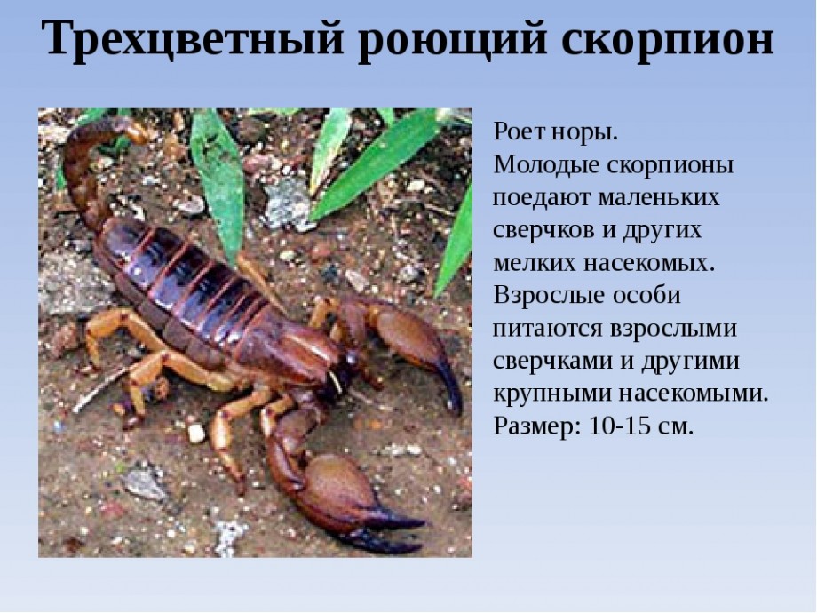 Скільки Сковіллів містить яд скорпіонів і чим він небезпечний