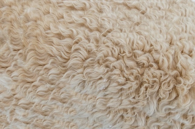 20 цікавих фактів про вовну