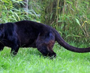 Цікаві факти про чорну пантеру