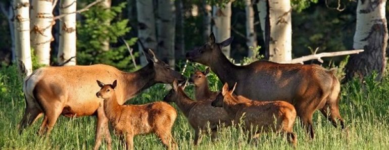 Цікаві факти про козулю