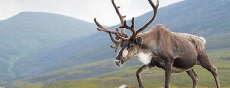 Цікаві факти про північного оленя