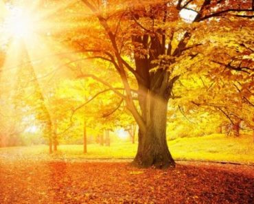 Цікаві факти про осінь