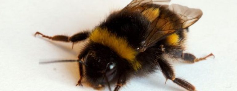 Цікаві факти про джмелів