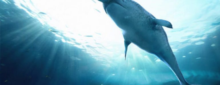 Цікаві факти про нарвали