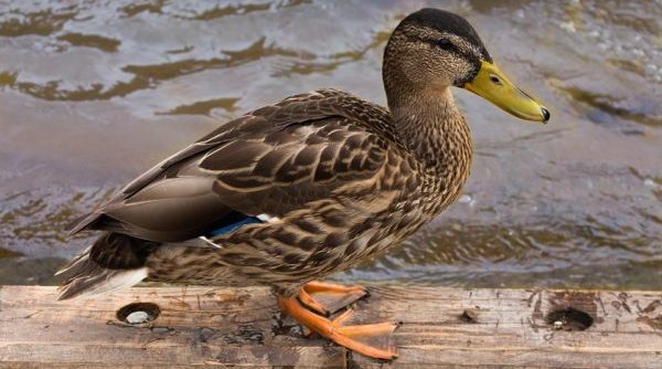 23 цікавих факти про качок