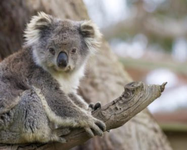 Цікаві факти про коал