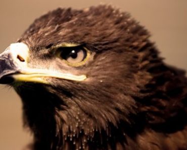 Цікаві факти про степового орла
