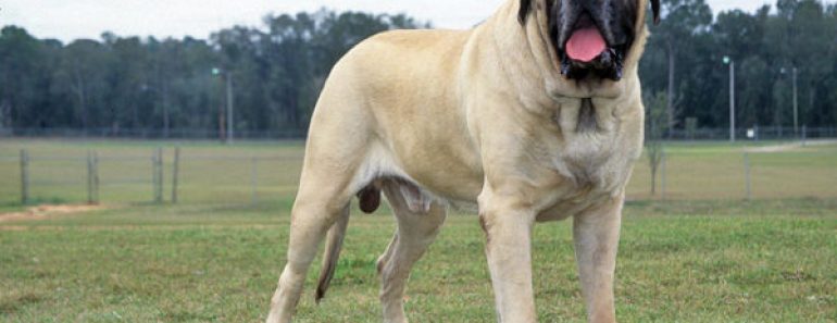 Цікаві факти про собак