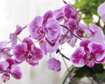Цікаві факти про орхідеї