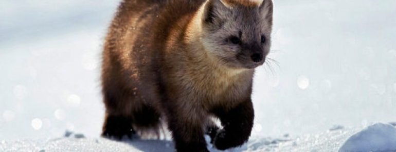 50 цікавих фактів про соболів