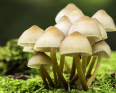 50 цікавих фактів про гриби