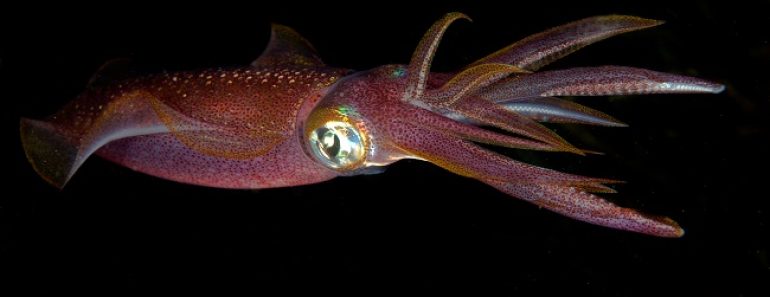 Цікаві факти про кальмарів