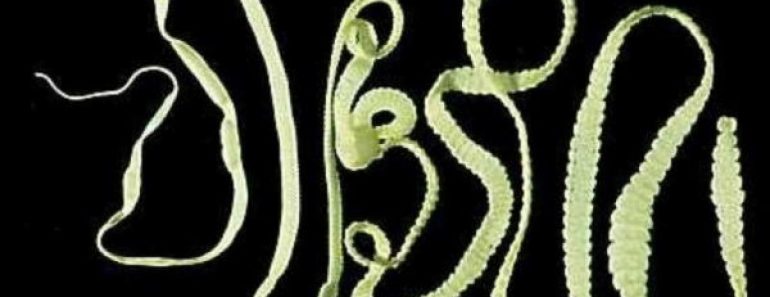 Цікаві факти про плоских хробаків