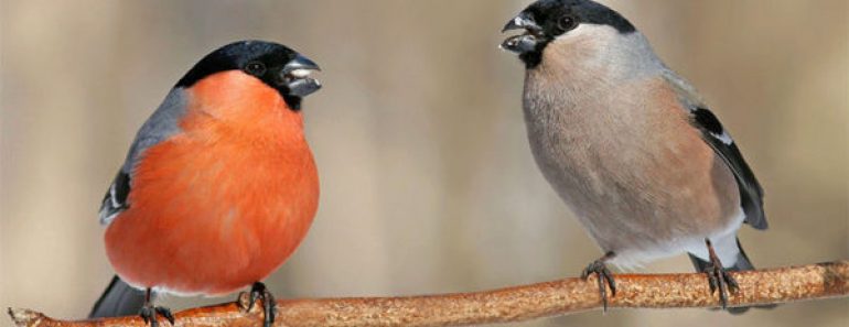 Цікаві факти про снігурів