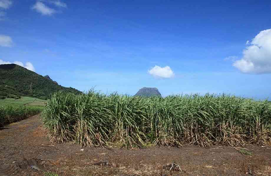 Сахарный тростник содержит. Гавайи сахарный тростник. Маврикий сахарный тростник. Маврикий плантации сахарного тростника. Плантации тростника на Маврикии.