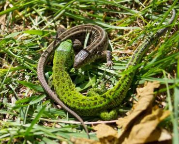 ​40 цікавих фактів про ящірок