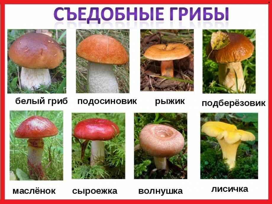 Реферат: Види грибів, їх характеристика