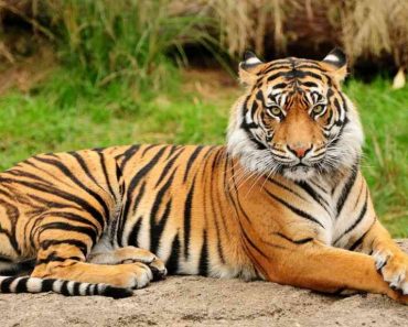 ​50 цікавих фактів про тигрів