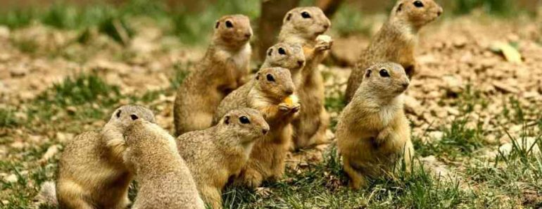 50 цікавих фактів про ховрахів 50 цікавих фактів про ховрахів