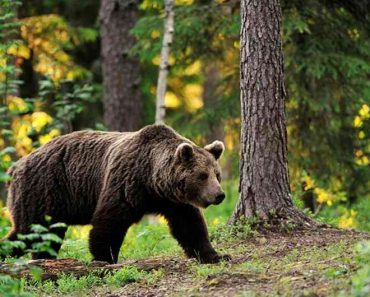 ​50 цікавих фактів про бурих ведмедів