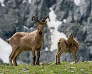 ​50 цікавих фактів про гірських тварин