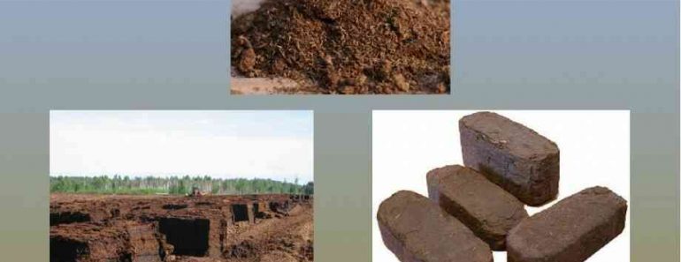 40 цікавих фактів про торф 40 цікавих фактів про торф