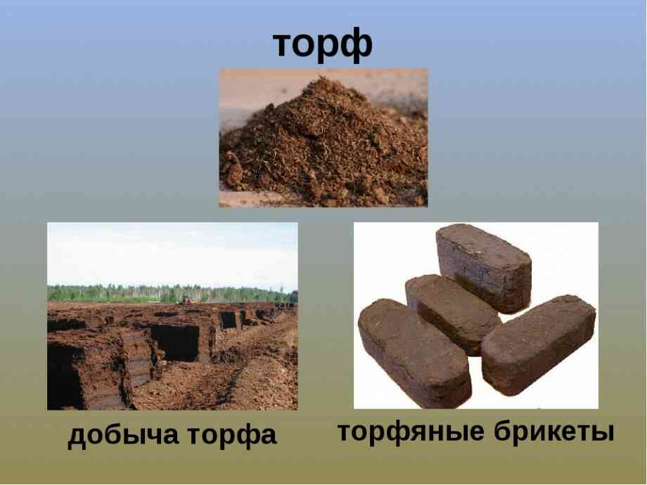 40 цікавих фактів про торф