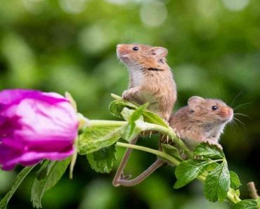 ​50 цікавих фактів про мишей