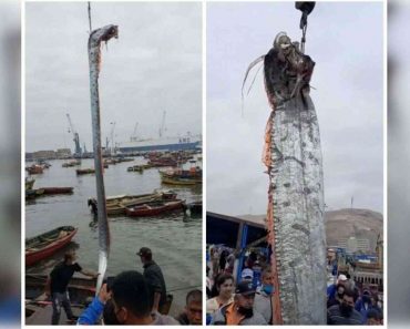 У Чилі зловили оселедцевого короля, риба вважається передвісником катастроф